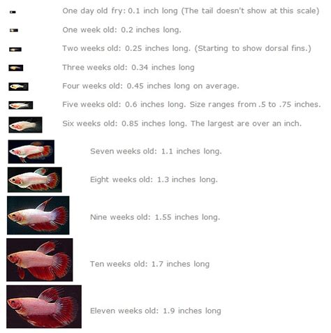 betta breeding chart|betta breeding age.